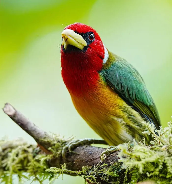 Promoting Colombia’s Biodiversity through Birding Experiences, Community Inclusion, and Environmental Education