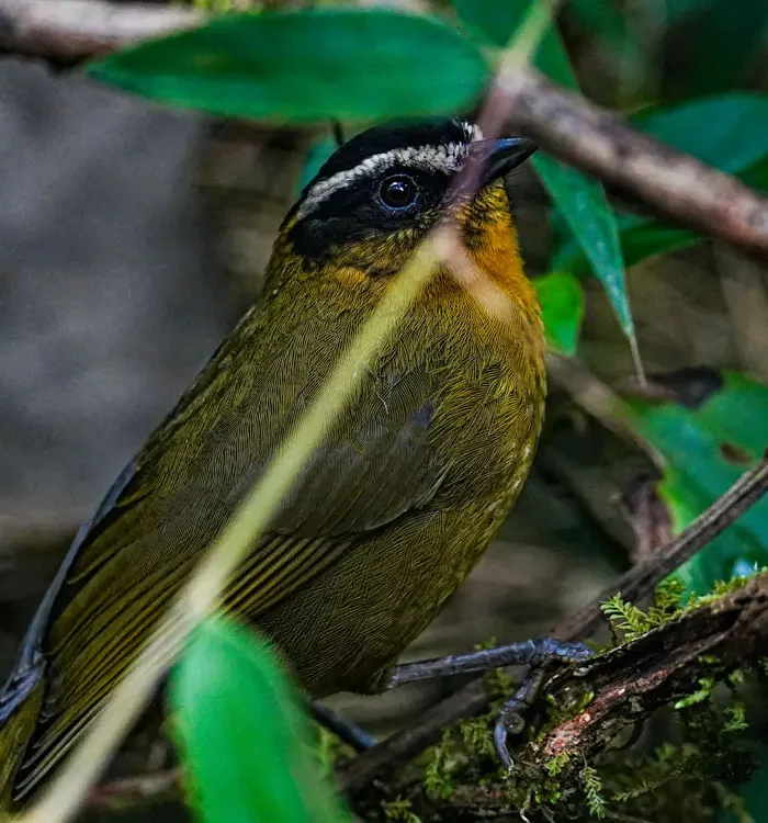 Exploring Colombian Biodiversity Through Birding Experiences
